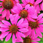 1000 Bulk BRIGHT STAR CONEFLOWER Echinacea Purpurea Lavender Bright Rose Pink Flower Seeds