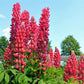75 Mixed Colors RUSSELL LUPINE (Streamside, Bigleaf, Garden, or Washington Lupine) Lupinus Polyphyllus Flower Seeds