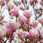 5 LILY MAGNOLIA Flower TREE Pink & Purple Fragrant Tulip Magnol Liliiflora Seeds