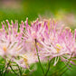 5 COLUMBINE MEADOW RUE Thalictrum Aquilegifolium Purple Pink Flower Seeds