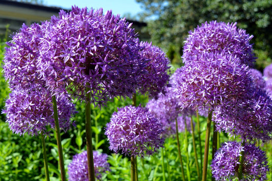 20 STAR OF PERSIA ALLIUM Christophii Silvery Amethyst Purple Flower Seeds