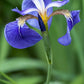 20 ALASKA IRIS Setosa Wild Flag Beachhead Blue Purple White Yellow Native Wetland Flower Seeds
