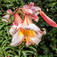 10 REGAL TRUMPET LILY aka Royal / King's Lilium Regale White Pink Yellow Flower Seeds