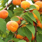 5 COMMON APRICOT Fruit Tree Prunus Armeniaca White Pink Flower Seeds
