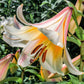 10 REGAL TRUMPET LILY aka Royal / King's Lilium Regale White Pink Yellow Flower Seeds