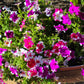50 PICOTEE MIX PETUNIA Multiflora Mixed Colors Bicolor White Blue Purple Pink Red Flower Seeds