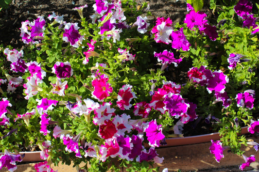 50 PICOTEE MIX PETUNIA Multiflora Mixed Colors Bicolor White Blue Purple Pink Red Flower Seeds