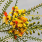 25 JERUSALEM THORN TREE Mexican Palo Verde Parkinsonia Aculeata Yellow & Red Flower Large Shrub Small Tree Legume Seeds