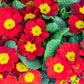 50 MIXED ENGLISH PRIMROSE Primula Vulgaris Acaulis Shade Houseplant Flower Seeds