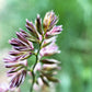 3000 QUICKDRAW ORCHARDGRASS Cat Grass Petgrass Cocksfoot Cool-Season Sun or Shade Dactylis GlomerataPerennial Bunchgrass Quick Draw Grass Seeds