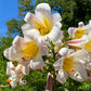 10 REGAL TRUMPET LILY aka Royal / King's Lilium Regale White Pink Yellow Flower Seeds