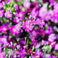 100 LAVENDER FAIRY PRIMROSE Purple Primula Malacoides Baby Primrose Shade Houseplant Flower Seeds