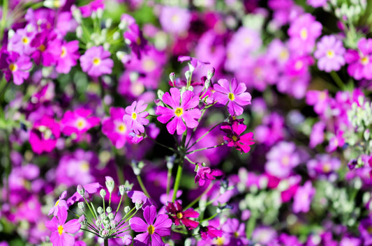 100 LAVENDER FAIRY PRIMROSE Purple Primula Malacoides Baby Primrose Shade Houseplant Flower Seeds