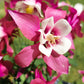 50 ROSE STAR COLUMBINE Aquilegia Caerulea Bicolor Rose Pink & White Flower Seeds