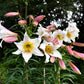 10 REGAL TRUMPET LILY aka Royal / King's Lilium Regale White Pink Yellow Flower Seeds