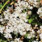 150 MIXED SEDUM Stonecrop Succulent Groundcover Red White Yellow Pink Purple Flower Seeds