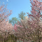 10 Japanese MOUNTAIN CHERRY Hill Cherry Prunus Serrulata Spontanea Pink & White Flowers Red Fruit Tree Seeds
