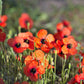 50 Scarlet PRICKLYHEAD POPPY Papaver Argemone Roemeria Long Prickly Poppy Red Black Blue Flower Seeds
