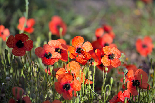 50 Scarlet PRICKLYHEAD POPPY Papaver Argemone Roemeria Long Prickly Poppy Red Black Blue Flower Seeds