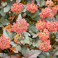 50 PACIFIC NINEBARK Physocarpus Capitatus Western Ninebark Native White Pink Red Flower Shrub Seeds