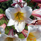 10 REGAL TRUMPET LILY aka Royal / King's Lilium Regale White Pink Yellow Flower Seeds