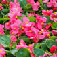 25 Rose PINK WAX BEGONIA Semperflorens Fibrous Shade Flower Seeds