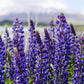 100 PERENNIAL LUPINE Blue Violet Lupinus Perennis Wild Lupine Sundial Purple Native Hummingbird Flower Seeds