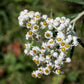 100 PEARLY EVERLASTING Anaphalis Margaritacea Fragrant Butterfly Flower Seeds