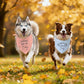 2 Pack Dog Pregnancy Announcement Bandanas Blue Pink Gender Reveal