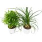 2 Palm Variety Pack / 4" Pots / Live Plant / House Plant