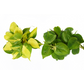 2 Philodendron Variety Pack - 4" Pot
