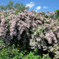 10 BEAUTY BUSH SHRUB Beautybush Kolkwitzia Amabilis Pink & White Flower Red Berry Seeds