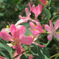 50 Tatarian Asian HONEYSUCKLE Lonicera Tatarica Pink Flower Shrub Bush Seeds