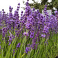 Live Hidcote Lavender Plant - Hardy Purple Flowering Herb Garden