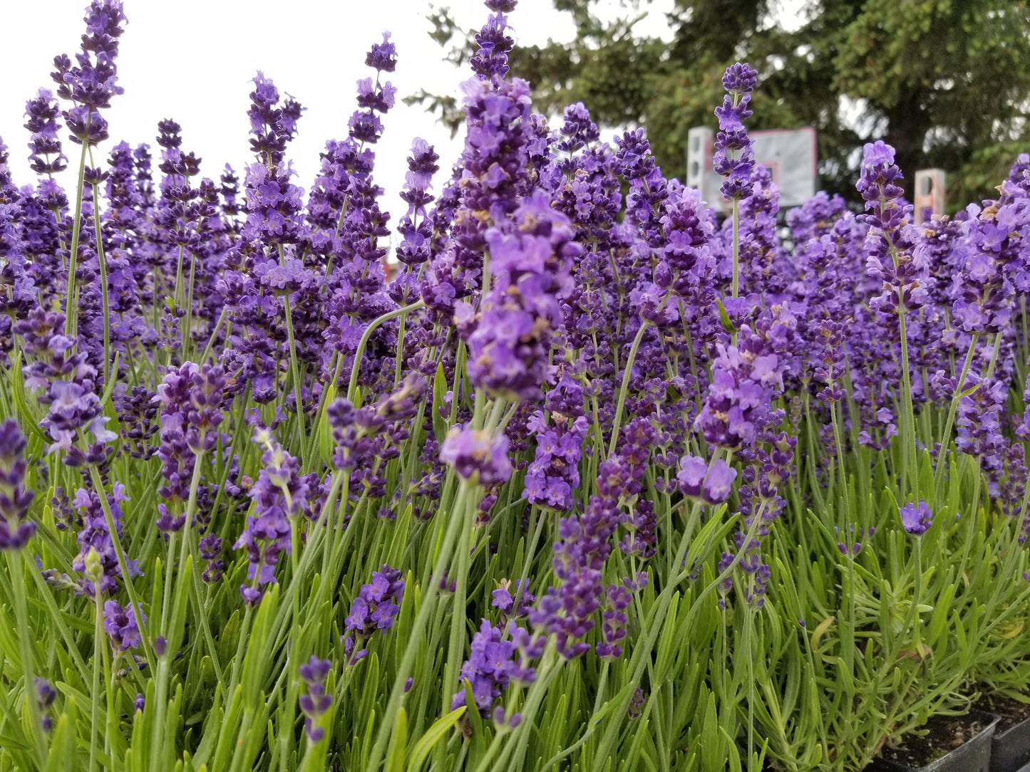 Live Hidcote Lavender Plant - Hardy Purple Flowering Herb Garden