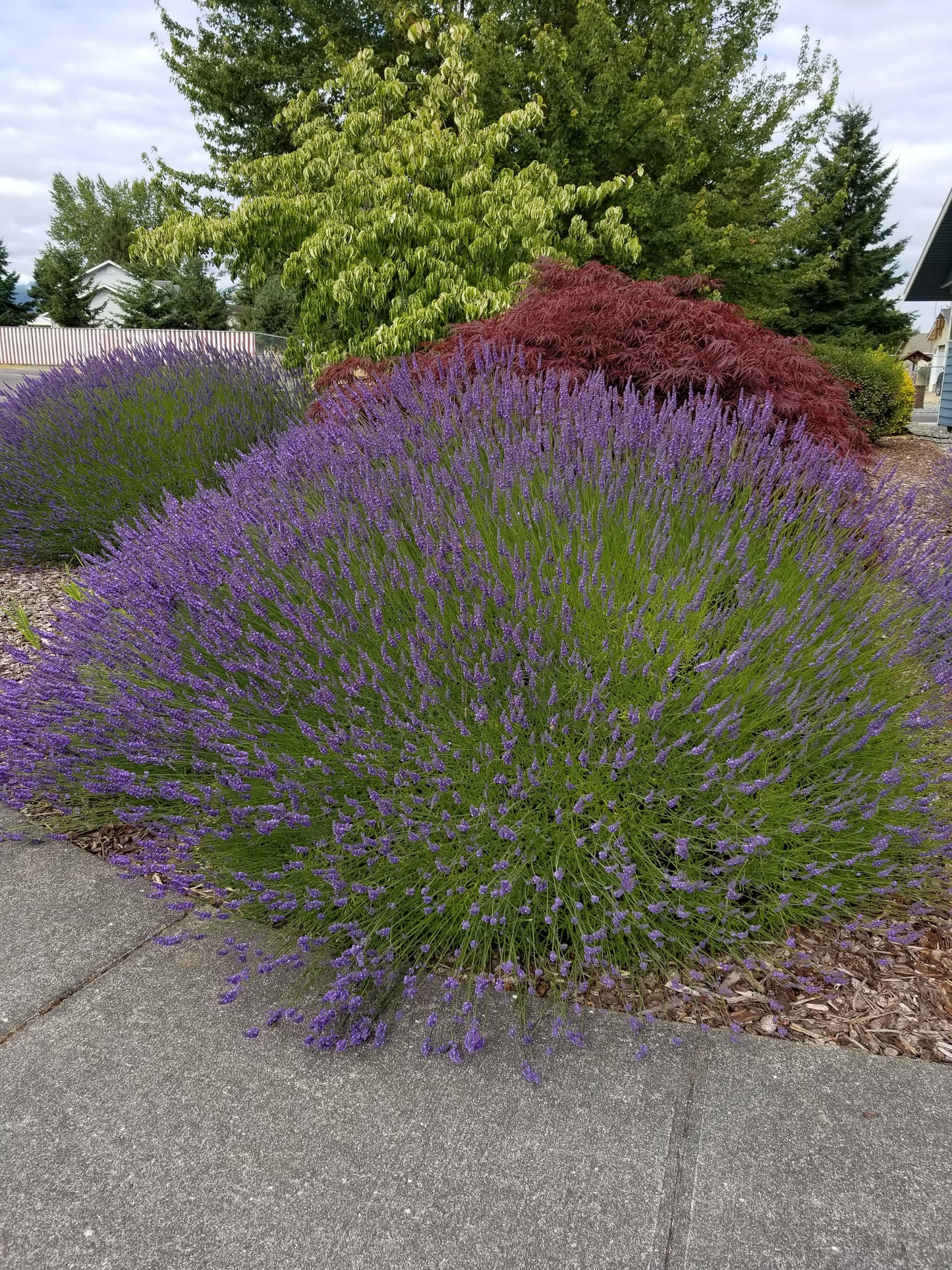 Grosso Lavender Plant - French Lavandula for Oil Sachets Bundles