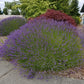 Grosso Lavender Plant Live 2.5QT Pot Herb Garden Aromatherapy