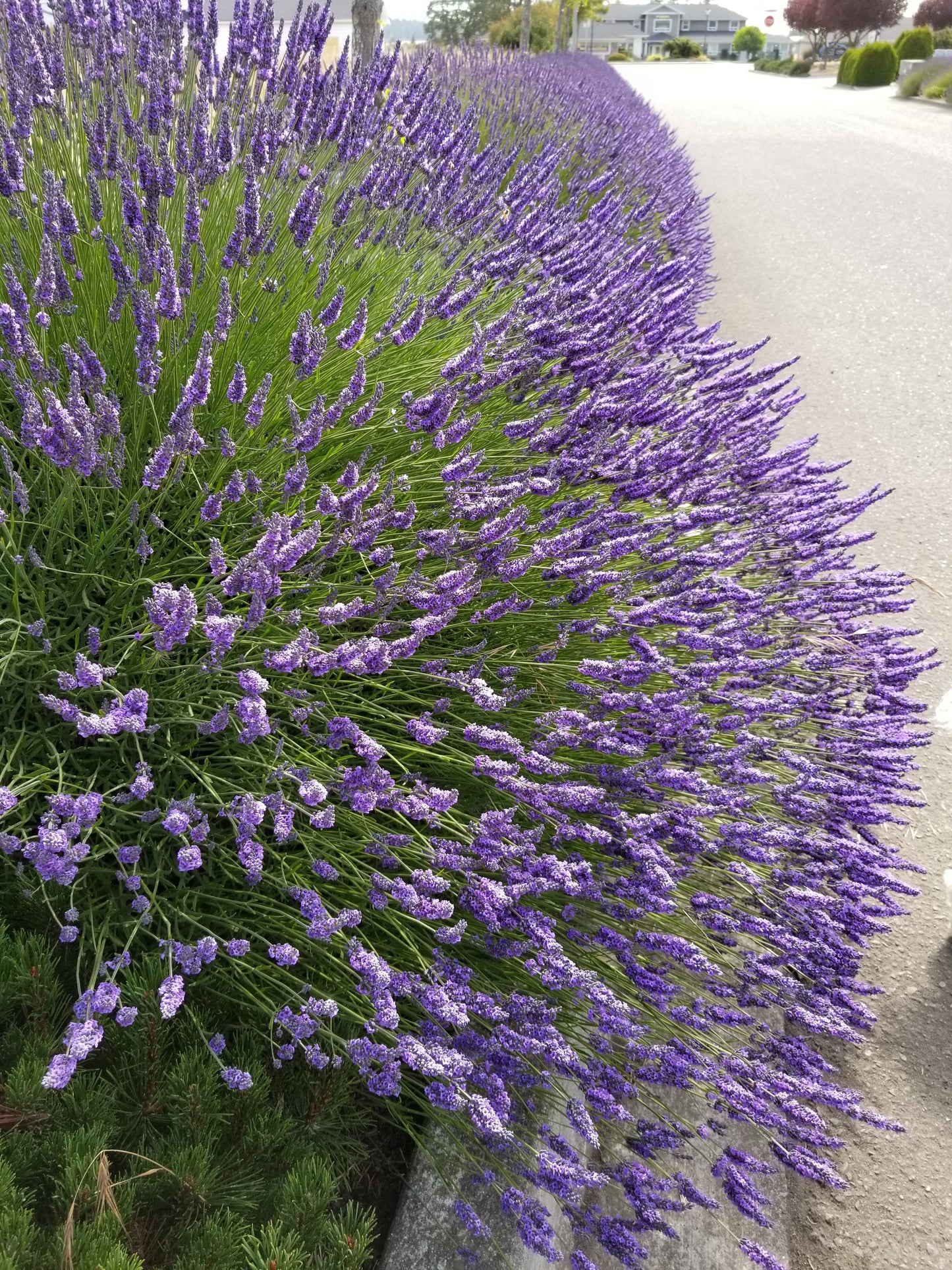 Grosso Lavender Plant - French Lavandula for Oil Sachets Bundles