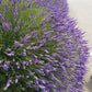 Grosso Lavender Plant Live 2.5QT Pot Herb Garden Aromatherapy