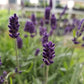 Live Hidcote Lavender Plant - Hardy Purple Flowering Herb Garden