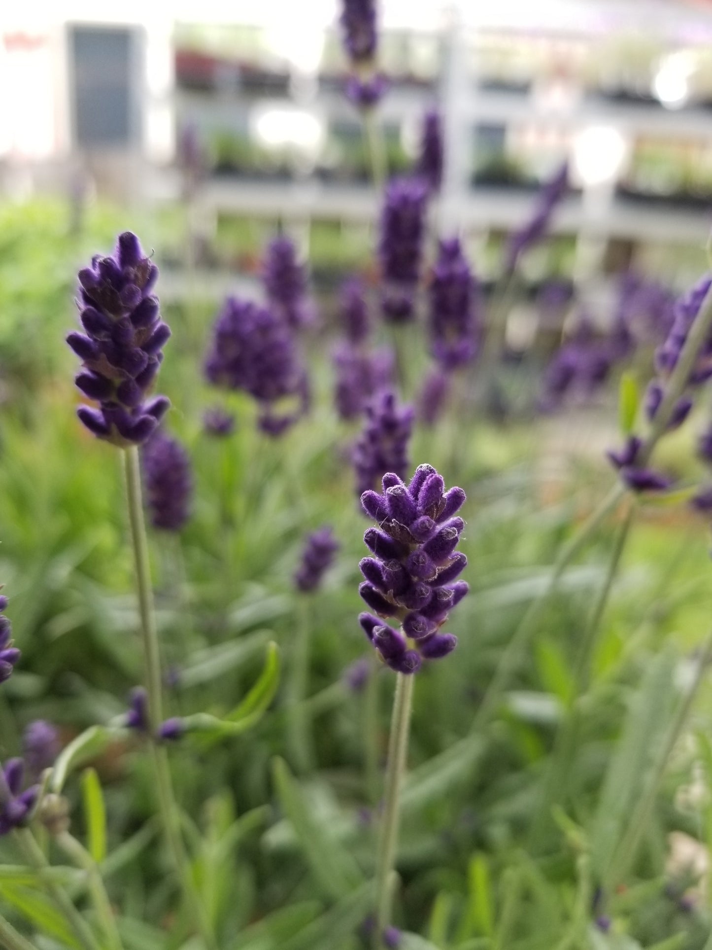 Live Hidcote Lavender Plant - Hardy Purple Flowering Herb Garden
