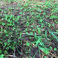 Micro Clover Seed