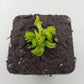 Venus flytrap (Dionaea muscipula) "GJ Giant Cudo"