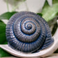 Snail Watering Spike