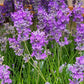 Lavender Live Plant Royal Velvet 3.5" Pot Herb Garden Aromatherapy