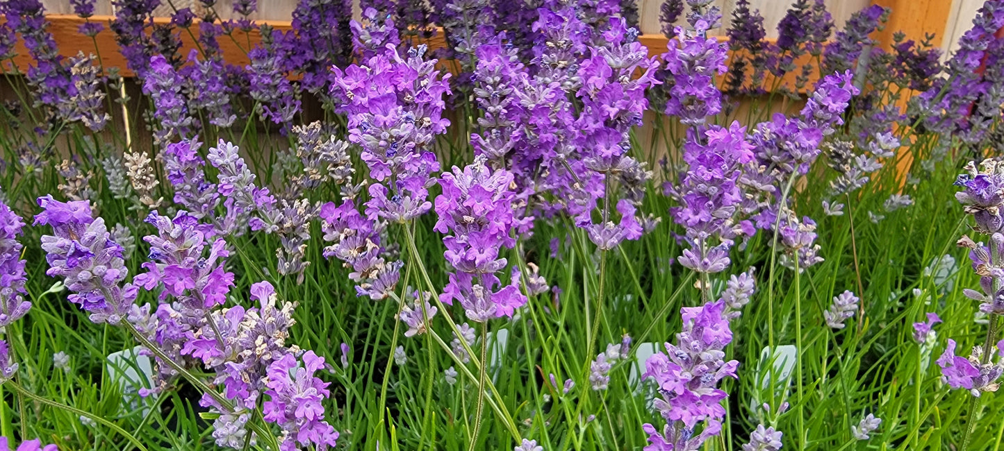 Lavender Live Plant Royal Velvet 3.5" Pot Herb Garden Aromatherapy