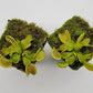 Venus flytrap (Dionaea muscipula) 'Cracker'