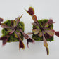 Venus flytrap (Dionaea muscipula) 'Red Burgundy'