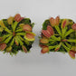 Venus flytrap (Dionaea muscipula) 'Schuppenstiel II'