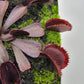 Venus flytrap (Dionaea muscipula)  "Midnight"